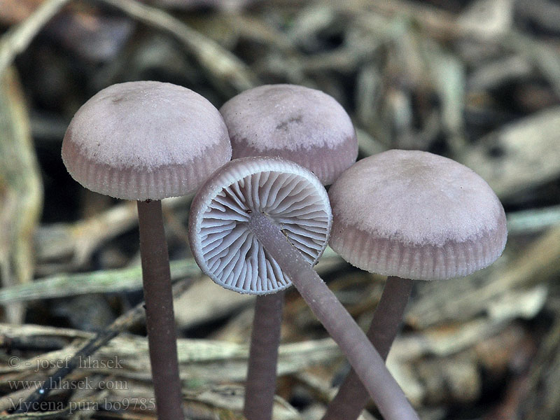 Mycena pura Helmovka ředkvičková