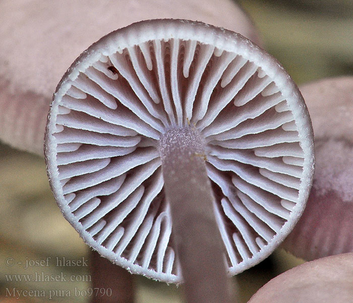 Mycena pura Rettich-Helmling Grzybówka czysta