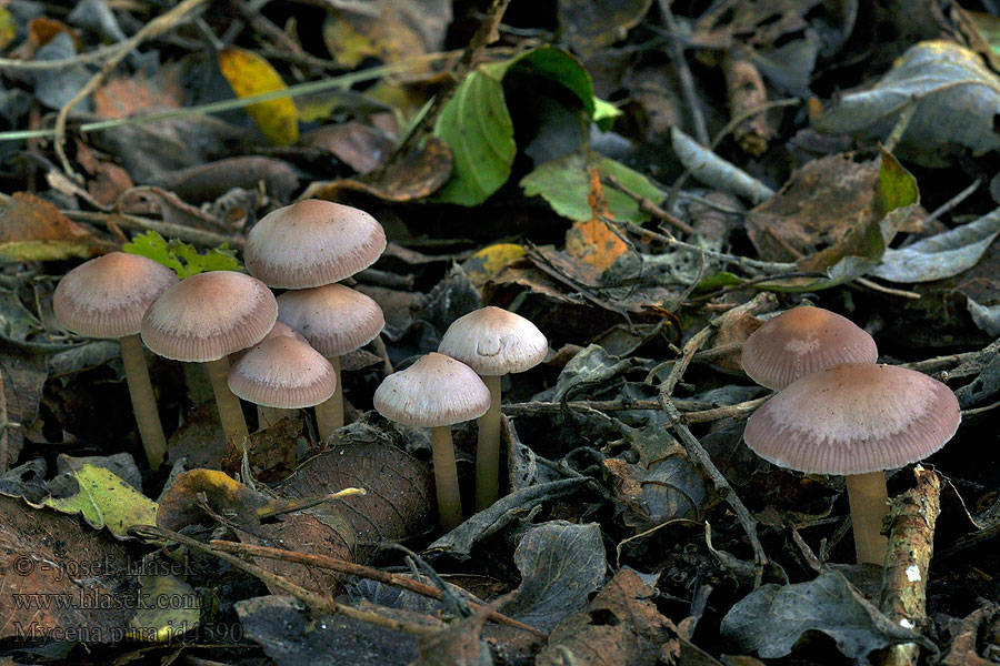 Rättikhätta reddikhette Mицена чистая Mycena pura