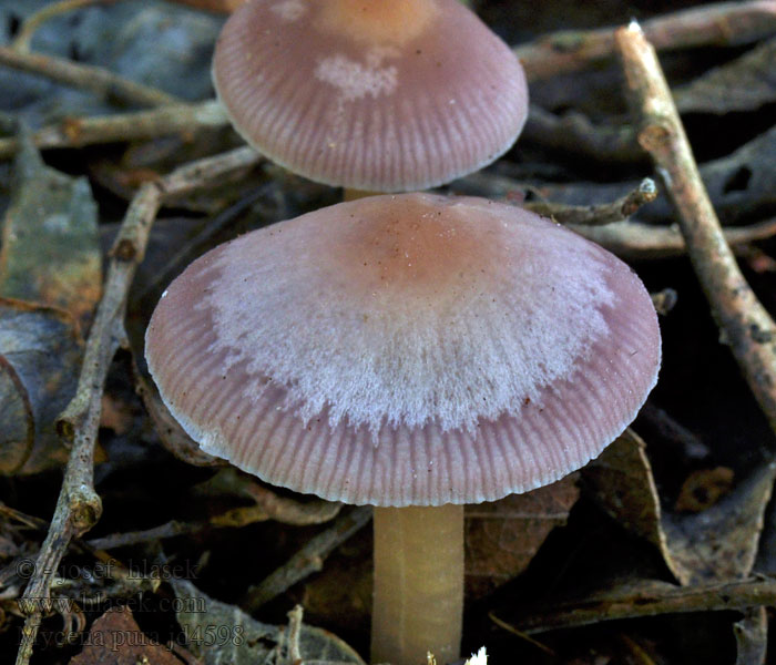 Prilbička reďkovková Helmovka ředkvičková Mycena pura