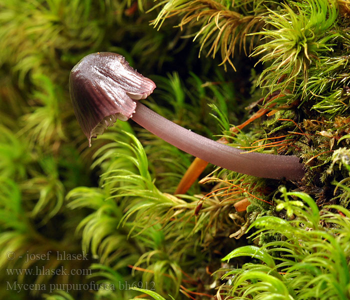 Mycena purpureofusca Helmovka hnědopurpurová