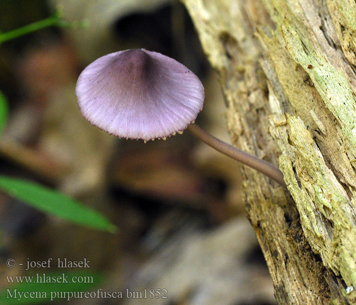 Mycena purpureofusca bm1852