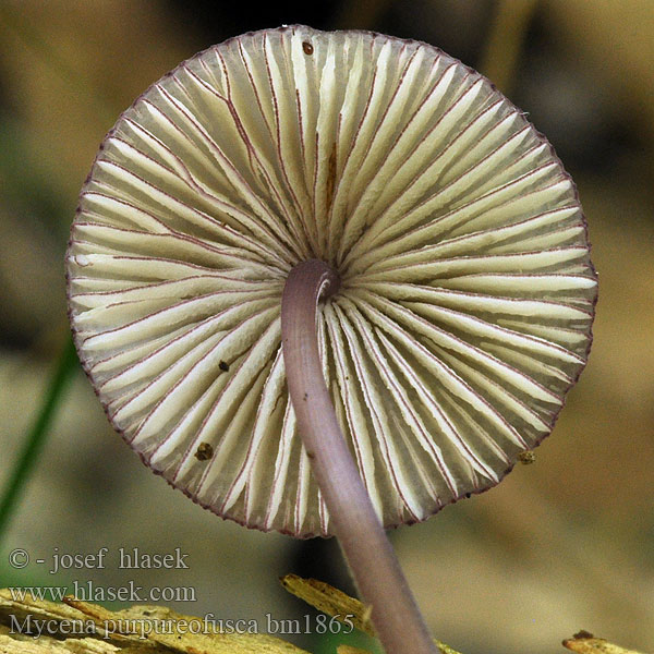 Mycène pourpre foncé Purperbruine mycena Fiolettkanthette