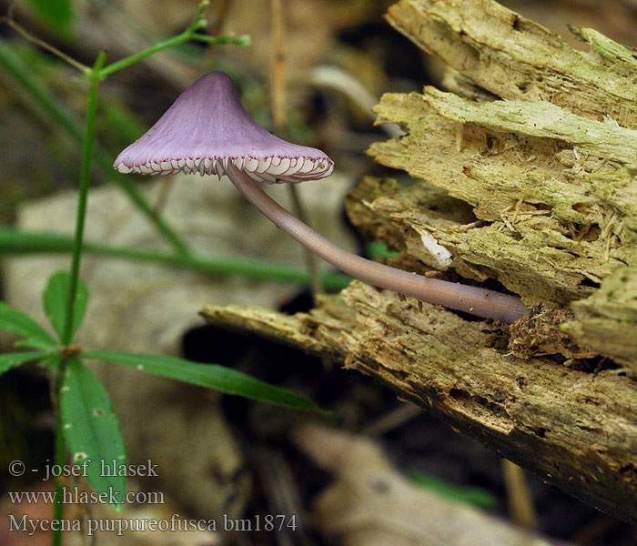 Mycena purpureofusca bm1874