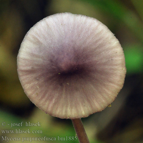 Purpurhätta Mycena purpureofusca Helmovka hnědopurpurová