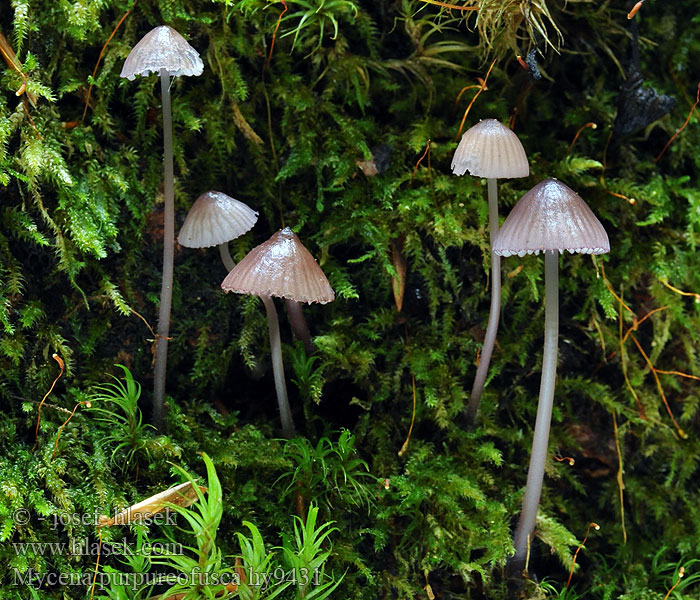 Helmovka hnědopurpurová Mycena purpureofusca