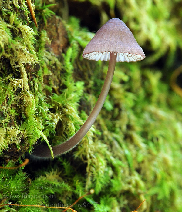 Lilaschneidiger Helmling Mycena purpureofusca