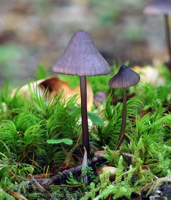 Prilbička fialovookrajová Mycena purpureofusca