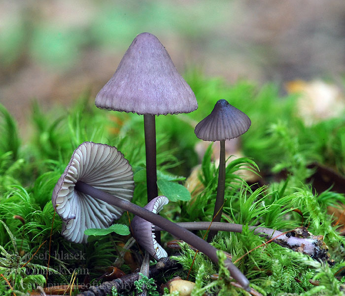 Purpur-Huesvamp Mycena purpureofusca