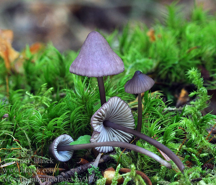 Violettiterähiippo Mycena purpureofusca