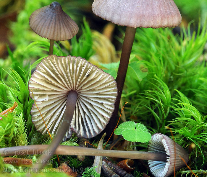 Mycena purpureofusca