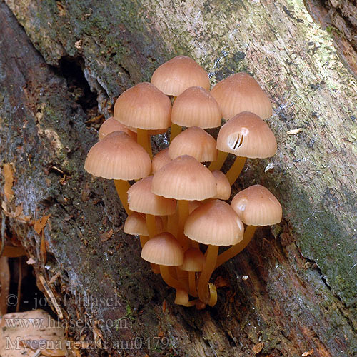 Mycena renati am0479