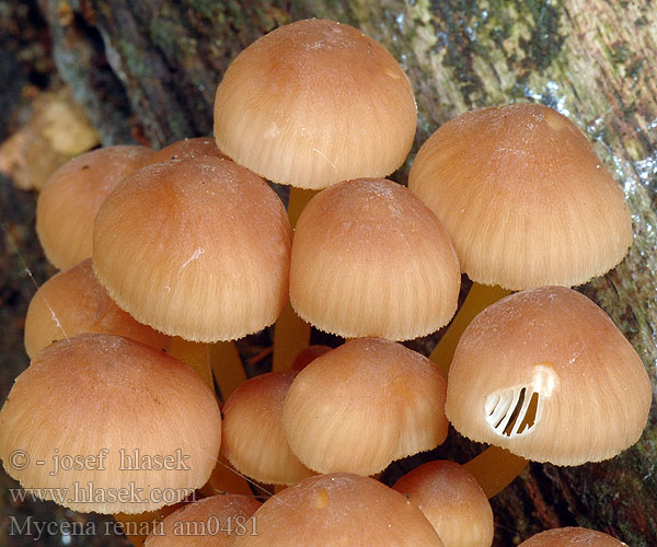 Beautiful Bonnet Grzybówka złototrzonowa Prydhette Gulfotshätta