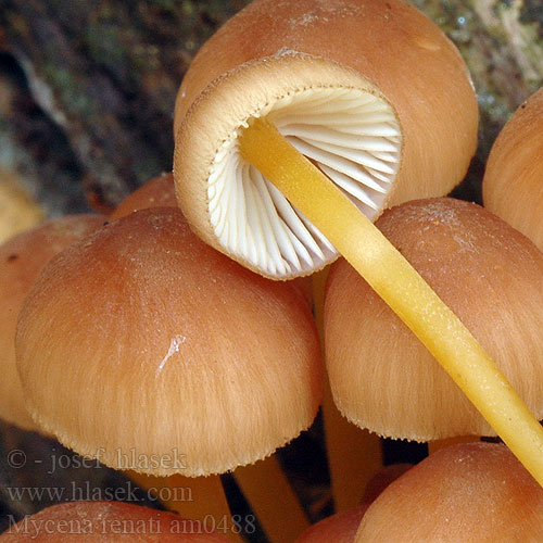 Gelbstieliger Nitrathelmling Nitrat-Helmling Geelsteelmycena