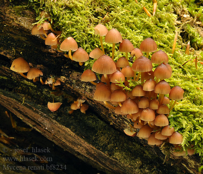 Mycena renati bf8234