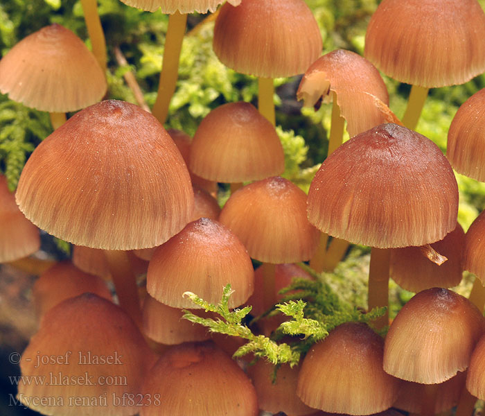 Mycena renati bf8238