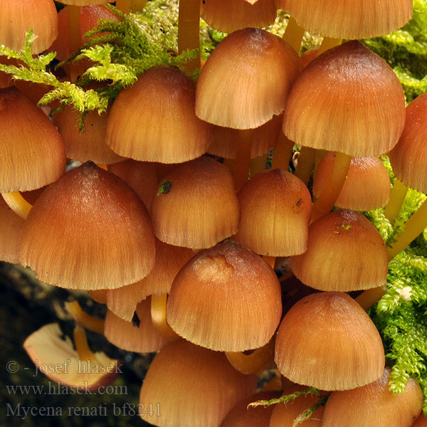 Mycena renati bf8241