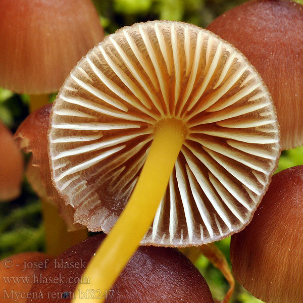 Mycena renati bf8247