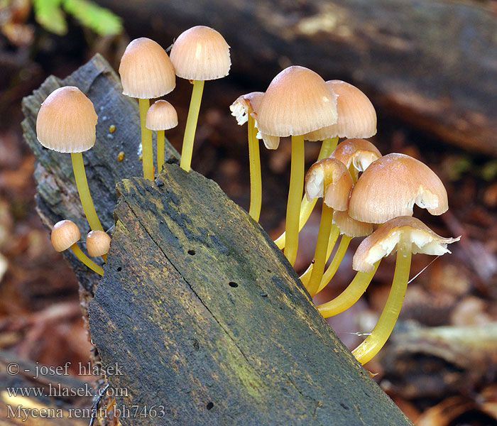 Mycena renati bh7463