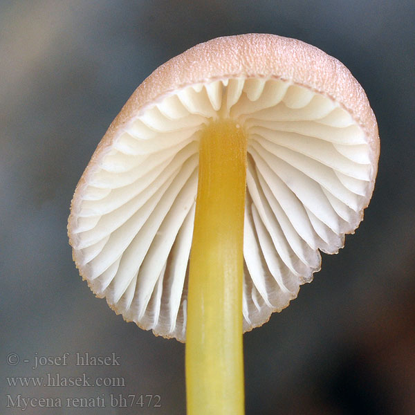 Mycena renati bh7472