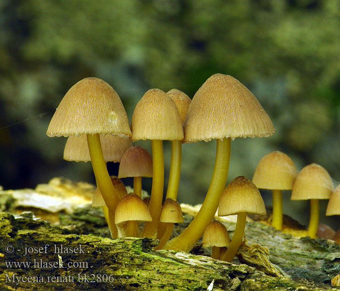 Mycena_renati_bk2806