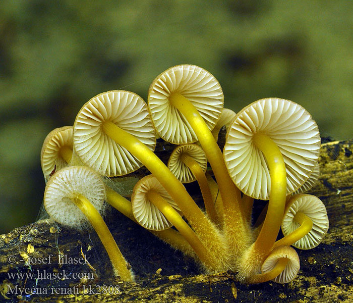 Mycena_renati_bk2808