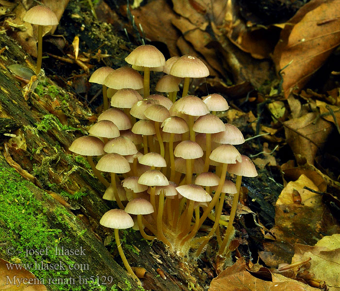 Mycena renati Helmovka žlutonohá medonohá