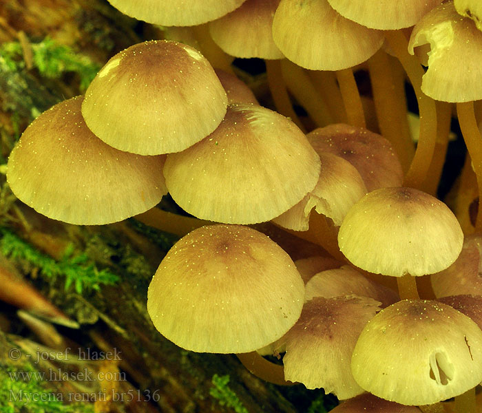 Mycena renati Prilbička žltohlúbiková