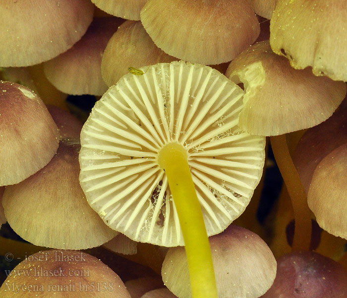 Mycena renati Beautiful Bonnet Grzybówka złototrzonowa