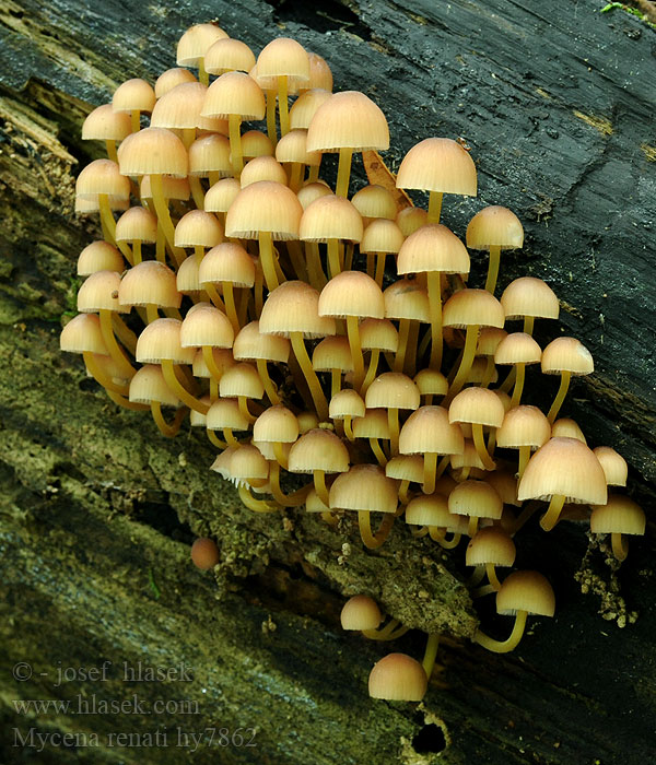 Helmovka žlutonohá medonohá Mycena renati
