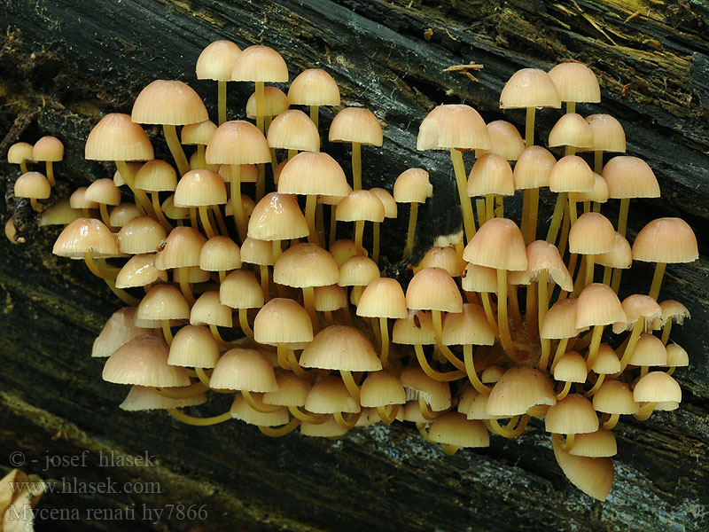 Prilbička žltohlúbiková Mycena renati