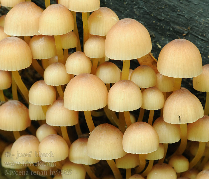 Beautiful Bonnet Mycena renati