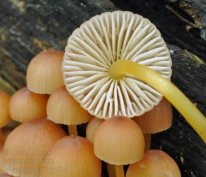 Grzybówka złototrzonowa Mycena renati