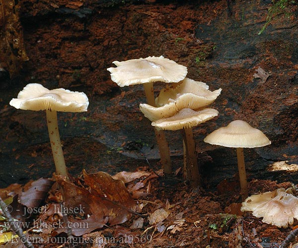 Mycena romagnesiana al9569