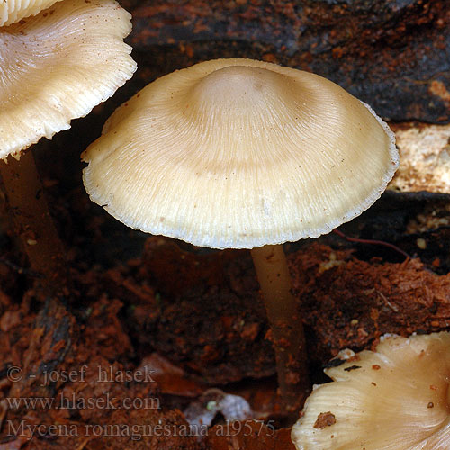 Mycena romagnesiana al9575