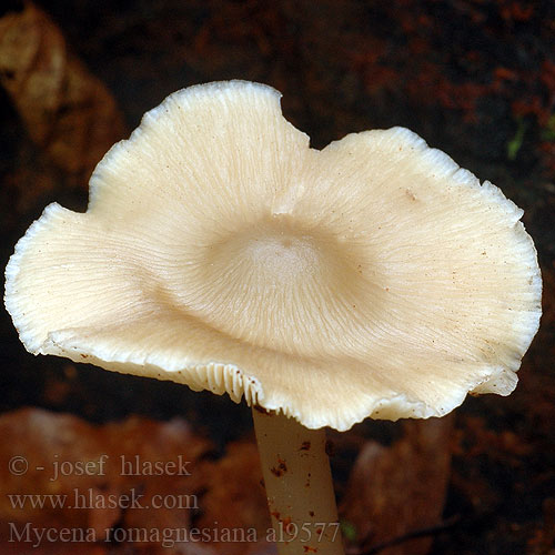 Mycena romagnesiana