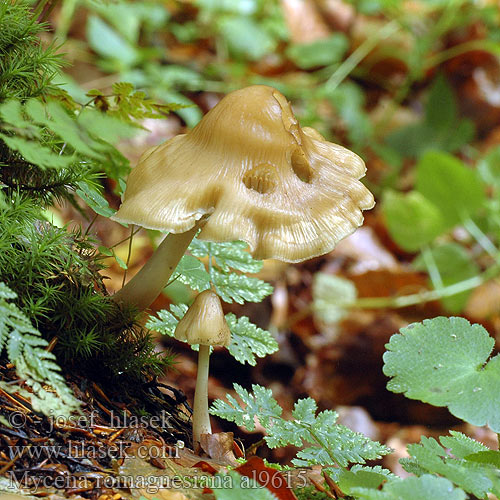 Mycena romagnesiana al9615