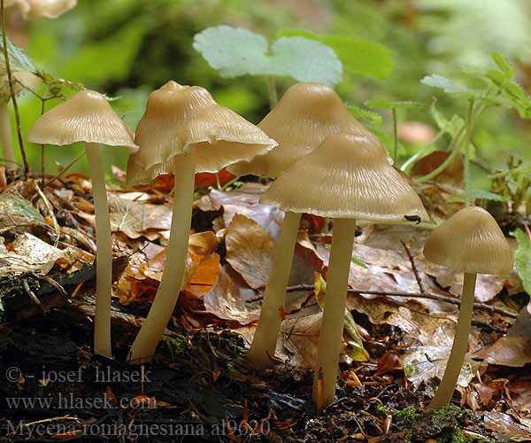 Mycena romagnesiana