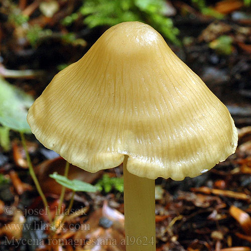 Mycena romagnesiana