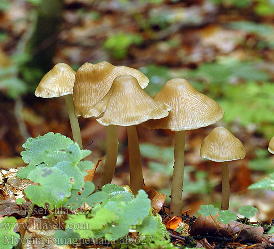 Mycena romagnesiana al9627