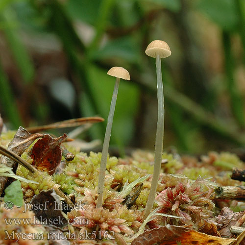 Mycena rorida Roridella Agaricus roridus Helmovka lepkavá