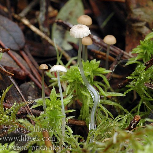 Mycena rorida ak5174