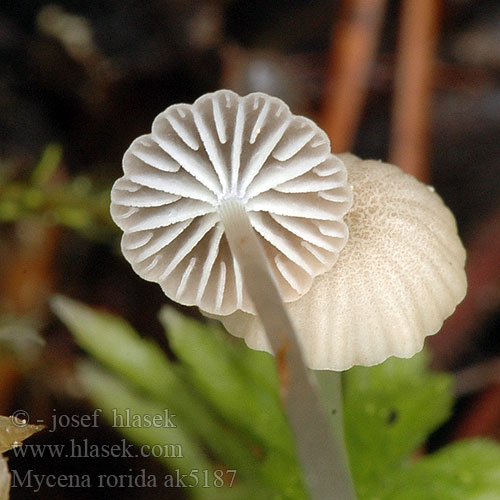 Mycena rorida ak5187