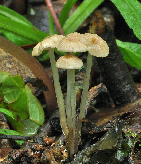 Slijmsteelmycena Kleiner Schleimfuß-Helmling