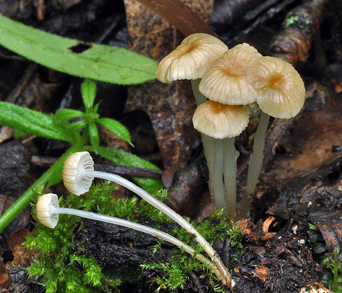 Helmovka lepkavá Mycena rorida