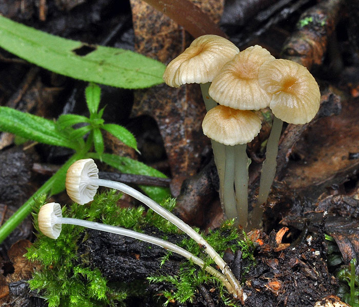 Helmovka lepkavá Mycena rorida