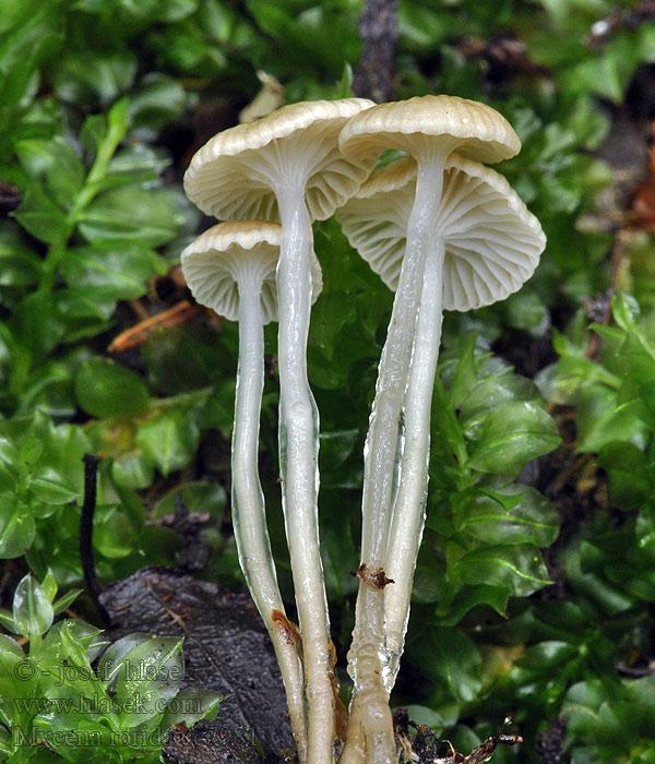 Dripping Bonnet Mycena rorida