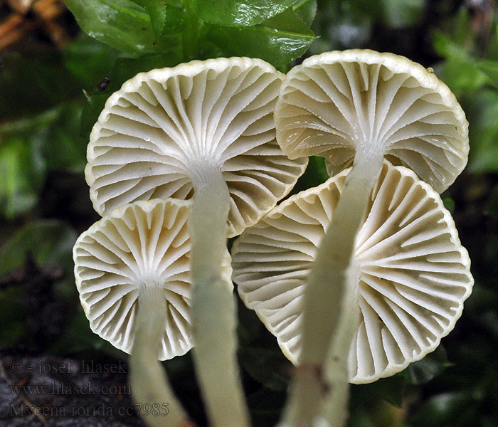 Мицена росистая Mycena rorida