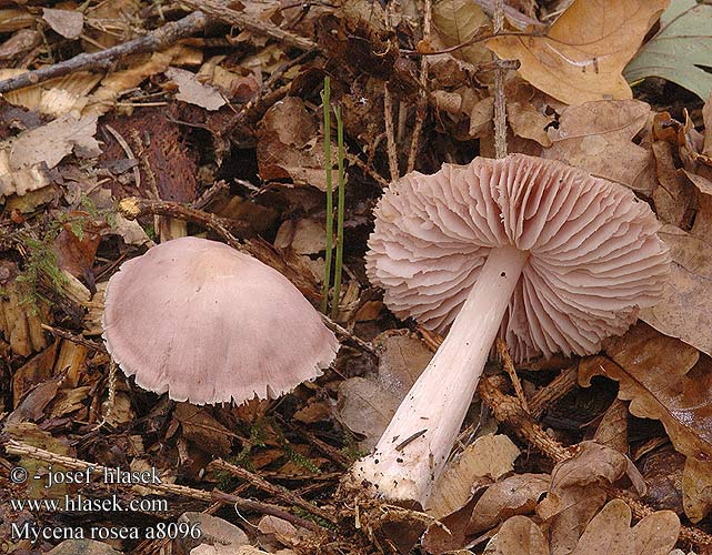 Mycena rosea Rosy Bonnet Rosa huesvamp Rusohiippo Mycène rosé