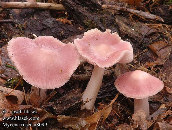 Mycena rosea Rosa Rettich-Helmling Grzybówka różowa